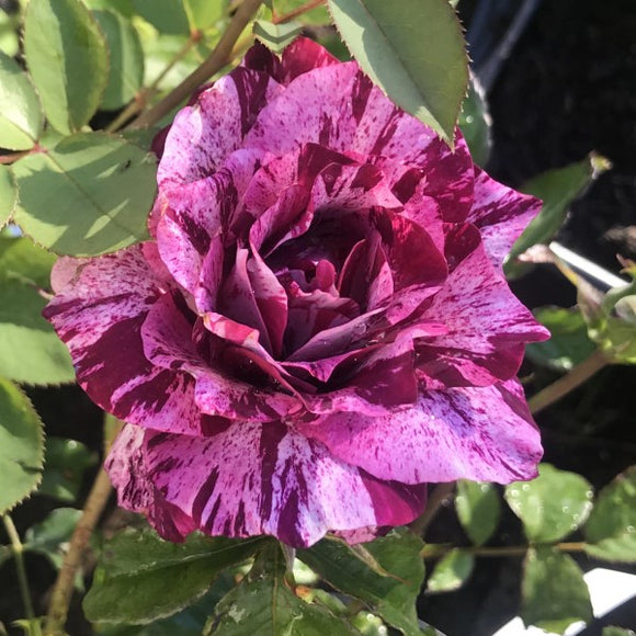 Purple Tiger Rose Shrub
