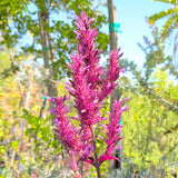 Purple Firespike - C&J Gardening Center