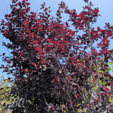 Purple Pony Flowering Plum