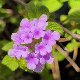 Purple Trailing Lantana - C&J Gardening Center