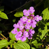 Purple Trailing Lantana - C&J Gardening Center