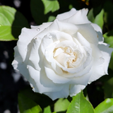 Queen Mary 2 Rose - C&J Gardening Center