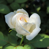 Queen Mary 2 Rose - C&J Gardening Center