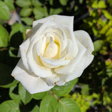 Queen Mary 2 Rose - C&J Gardening Center