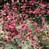 Red-flowered Buckwheat