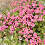 Red-flowered Buckwheat - C&J Gardening Center