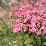 Red-flowered Buckwheat - C&J Gardening Center