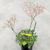 Red-flowered Buckwheat - C&J Gardening Center