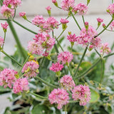 Red-flowered Buckwheat - C&J Gardening Center