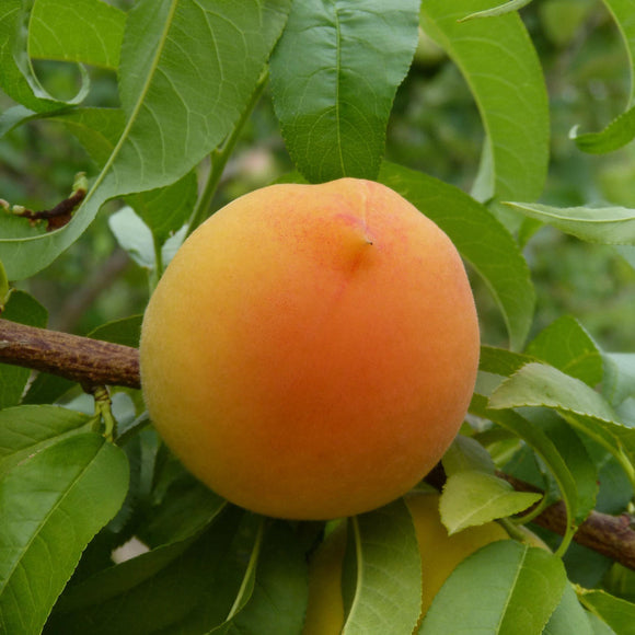 Red Baron Yellow Peach