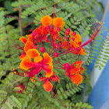 Red Bird of Paradise - C&J Gardening Center