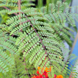 Red Bird of Paradise - C&J Gardening Center