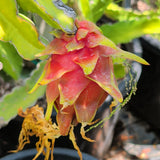 Red Dragon Fruit - C&J Gardening Center