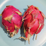 Red Dragon Fruit - C&J Gardening Center