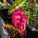 Red Dragon Fruit - C&J Gardening Center