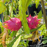 Red Dragon Fruit - C&J Gardening Center