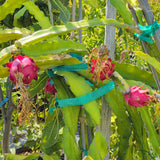 Red Dragon Fruit - C&J Gardening Center