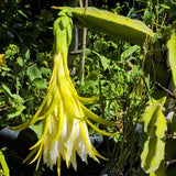 Red Dragon Fruit - C&J Gardening Center