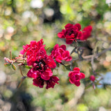 Red New Zealand Tea Tree - C&J Gardening Center
