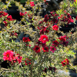 Red New Zealand Tea Tree - C&J Gardening Center