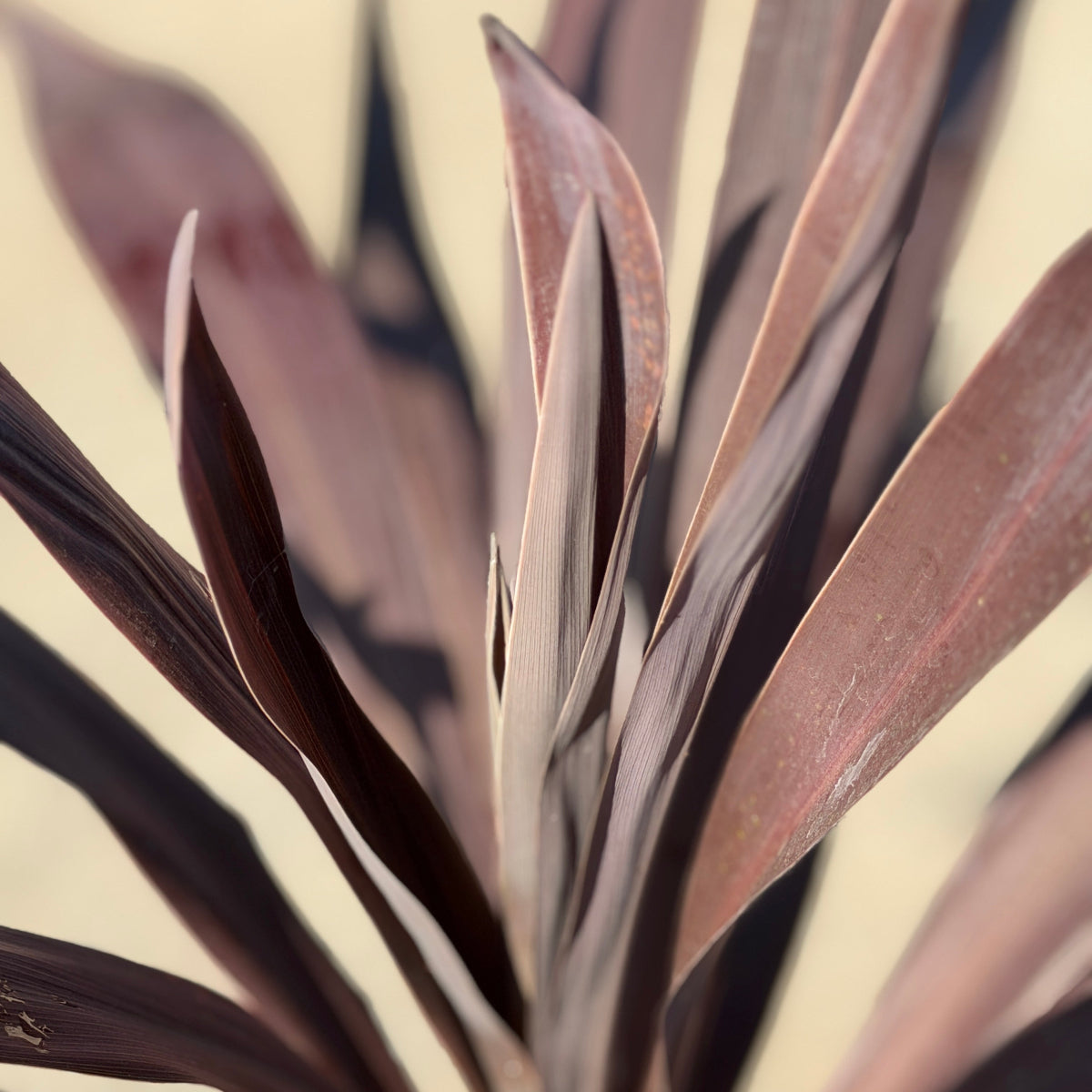 Red Star Dracaena Desert