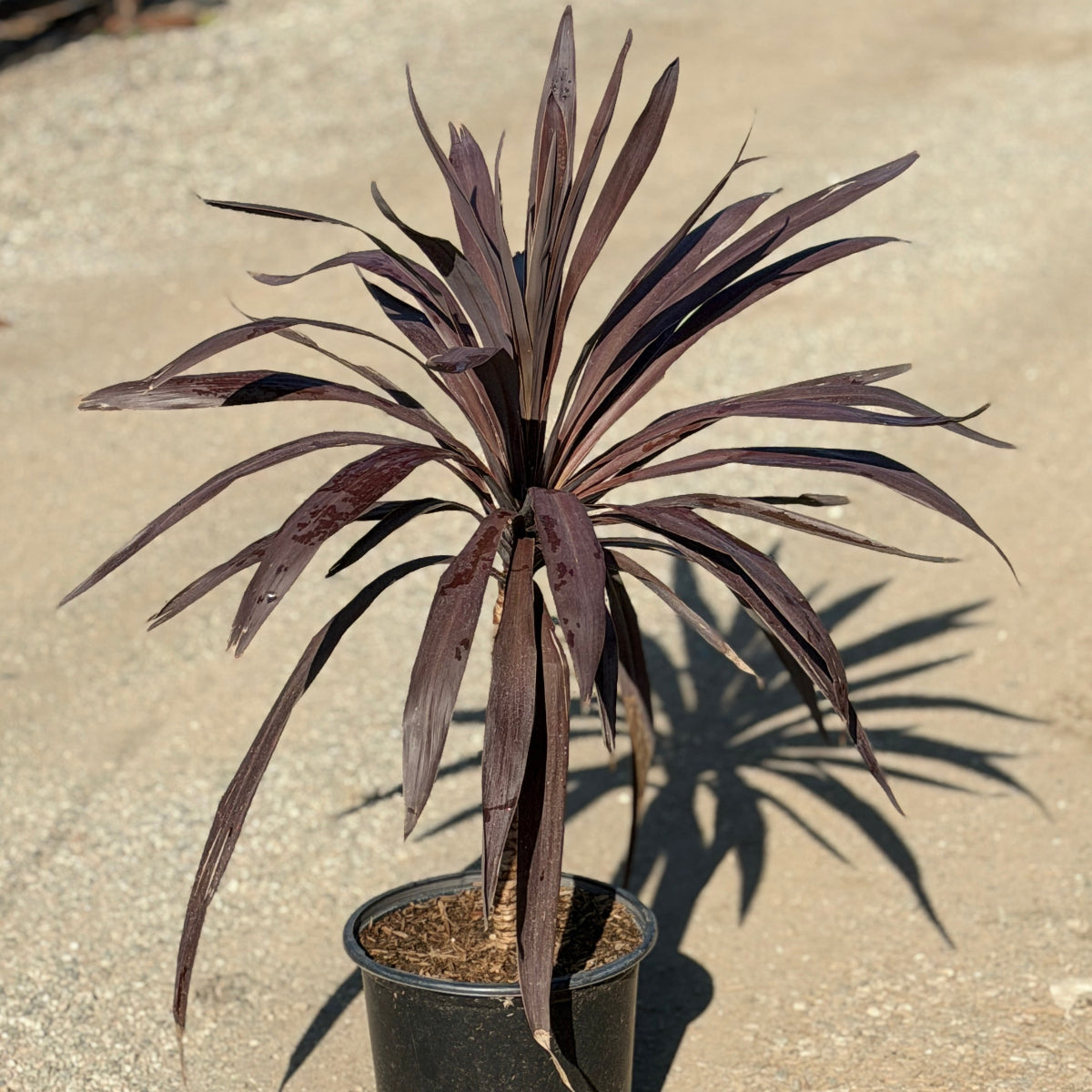 red sensation dracaena Red Star Dracaena Desert