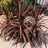Red Star Dracaena
