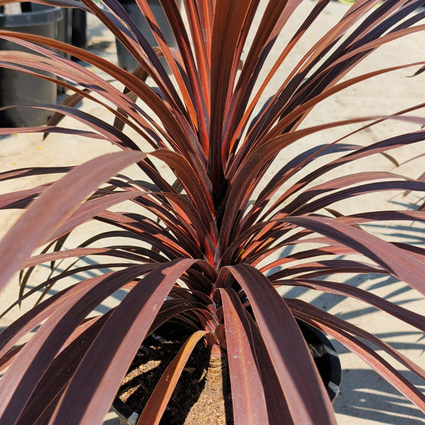 dracaena indivisa red star Red Star Dracaena Desert