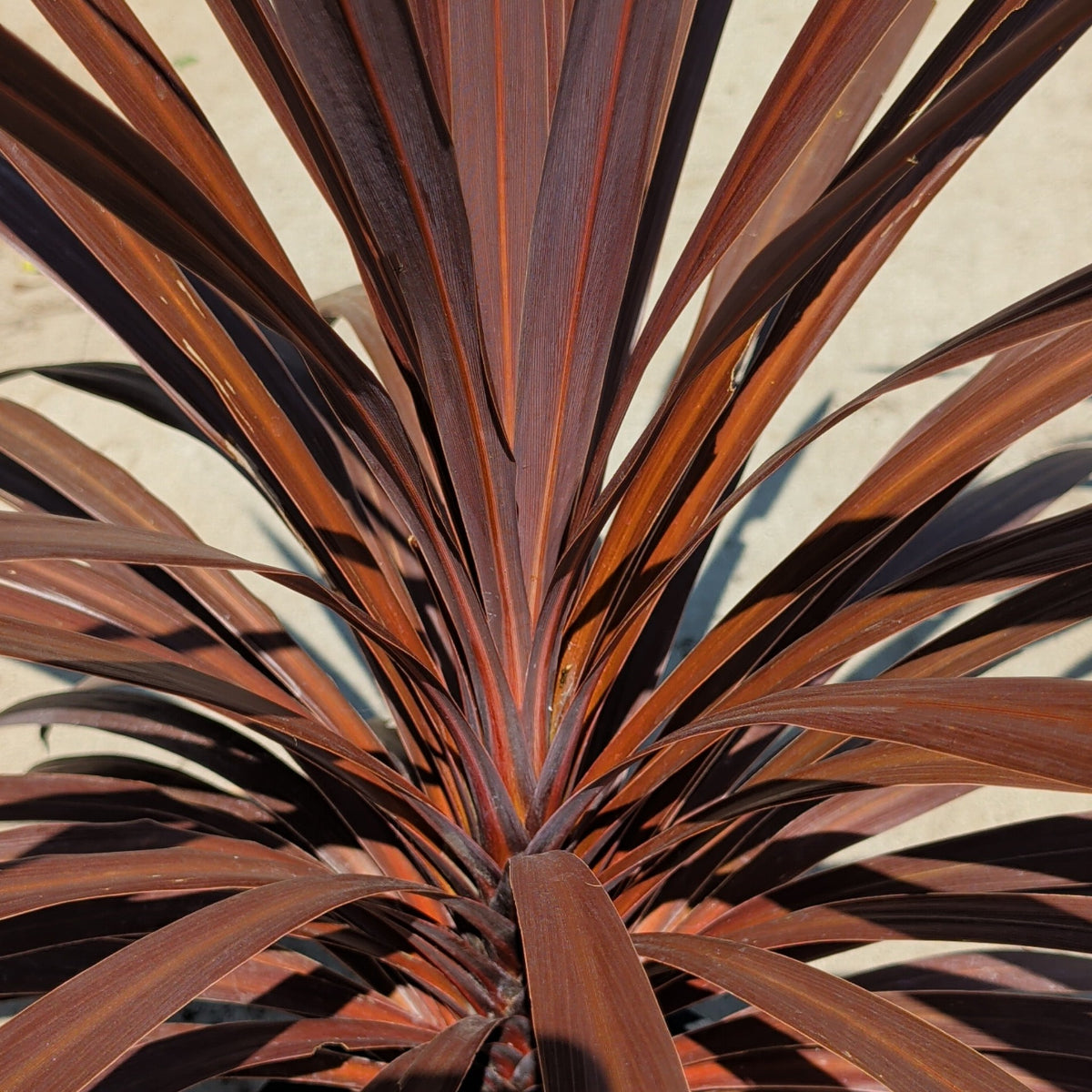 Red Star Dracaena Desert