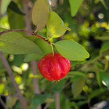 Red Surinam Cherry - C&J Gardening Center