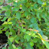 Red Surinam Cherry - C&J Gardening Center