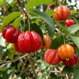 Red Surinam Cherry - C&J Gardening Center