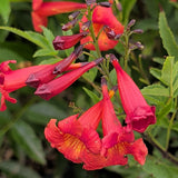 Red Trumpet Flower