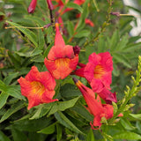 Red Trumpet Flower