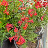 Red Trumpet Flower