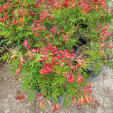 Red Trumpet Flower