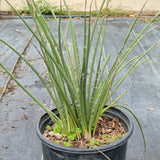 Red Yucca - C&J Gardening Center