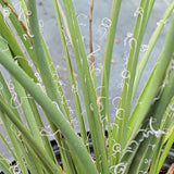 Red Yucca - C&J Gardening Center