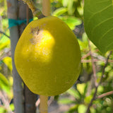 Redland White Sapote Tree - C&J Gardening Center