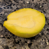 Redland White Sapote Tree - C&J Gardening Center