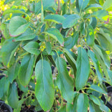 Reed Avocado - C&J Gardening Center