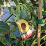 Reed Avocado - C&J Gardening Center