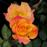 Rio Samba Rose - C&J Gardening Center