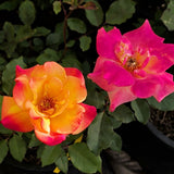 Rio Samba Rose - C&J Gardening Center