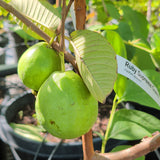 Ruby Supreme Guava - C&J Gardening Center