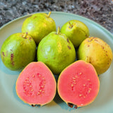 Ruby Supreme Guava - C&J Gardening Center