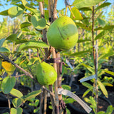 Ruby Supreme Guava - C&J Gardening Center