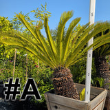 Sago Palm 24"-30" Box ( LOCAL PICKUP ) - C&J Gardening Center