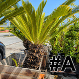 Sago Palm 24"-30" Box ( LOCAL PICKUP ) - C&J Gardening Center