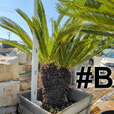 Sago Palm 24"-30" Box ( LOCAL PICKUP ) - C&J Gardening Center